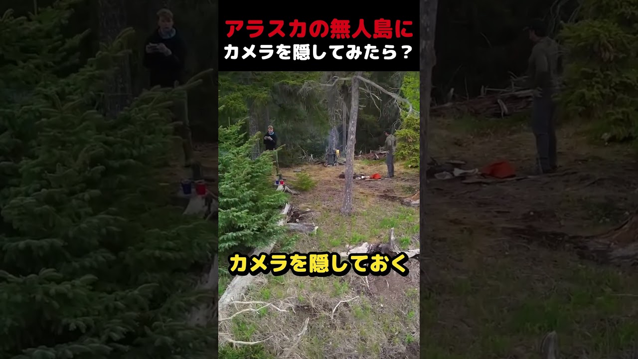 アラスカの無人島にカメラを隠してみたら？